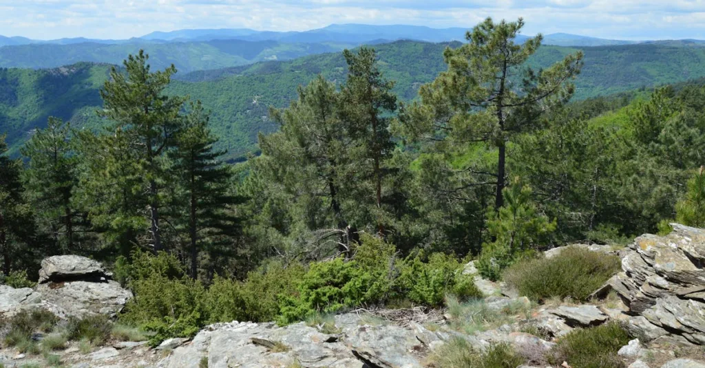 découvrez prl cévennes, votre destination idéale pour un séjour authentique au cœur des cévennes, entre nature préservée, activités de plein air et détente garantie.