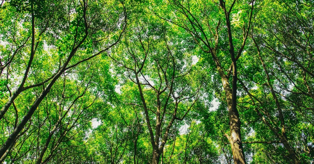 découvrez les réglementations environnementales essentielles pour protéger la planète et assurer un développement durable responsable.