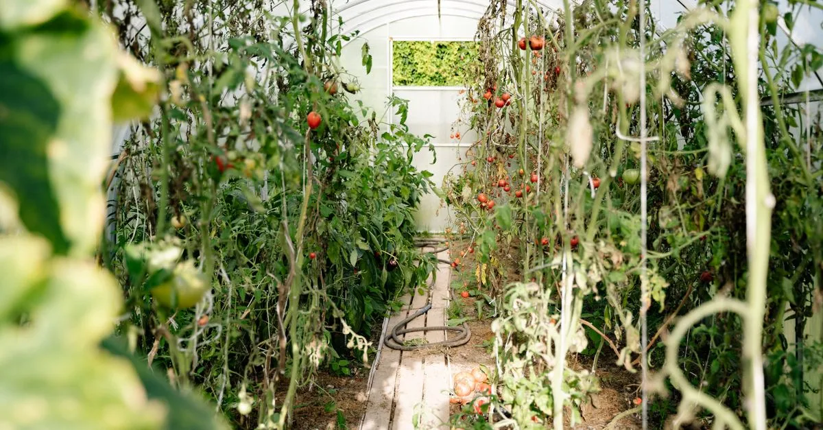 découvrez l'agriculture écologique, une approche durable qui respecte la biodiversité, préserve les ressources naturelles et favorise des pratiques agricoles responsables pour un avenir sain.