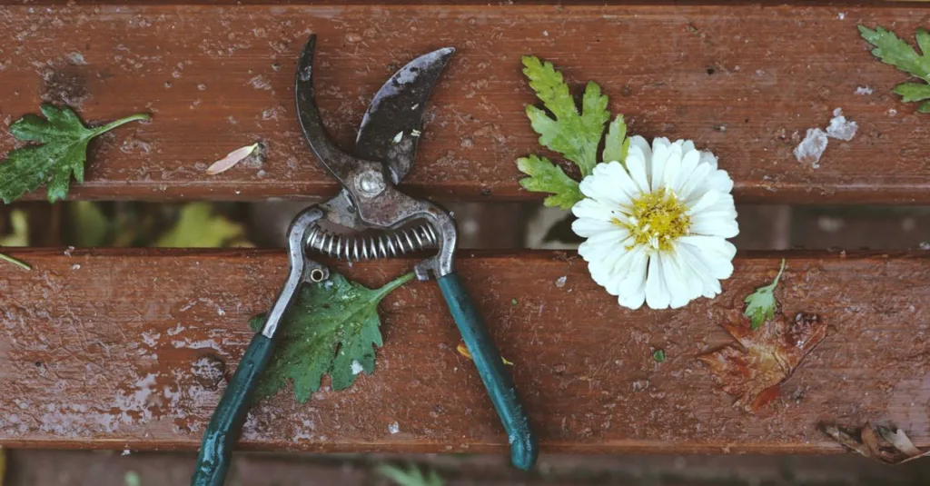 conseils pratiques pour tailler vos plantes efficacement afin de favoriser leur croissance et maintenir leur santé.
