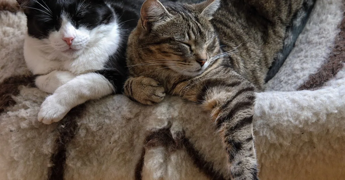 découvrez nos conseils et astuces pour une cohabitation harmonieuse entre chats, pour un foyer paisible et heureux.