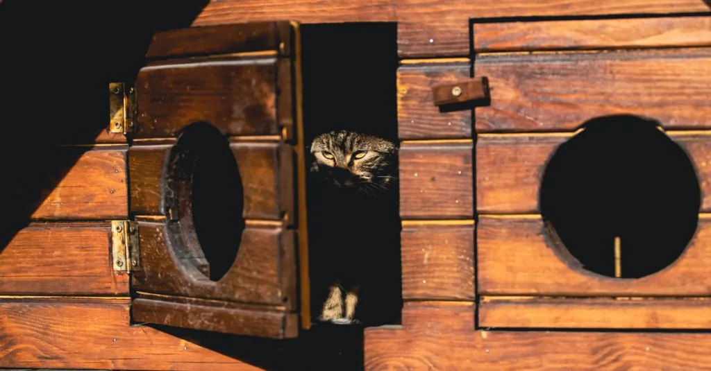 découvrez les conseils essentiels pour une cohabitation harmonieuse entre chats, afin de favoriser leur bien-être et prévenir les conflits.